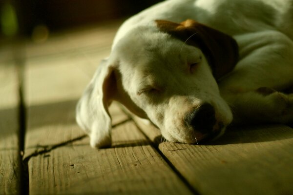 El buen perro duerme en casa