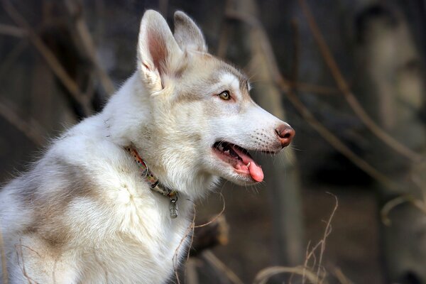 Beau regard de chien dans la nature