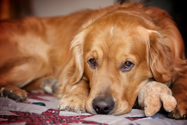 Sguardo triste del cane