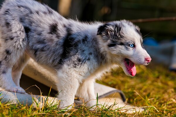 Australian Shepherd puppy on the grass