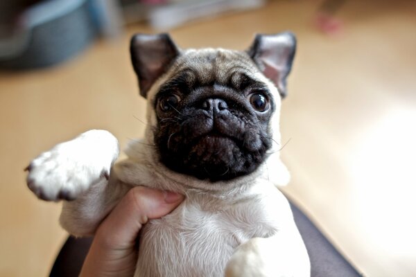 Funny scared face of a pug