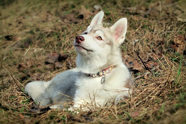 A husky dog is lying in nature