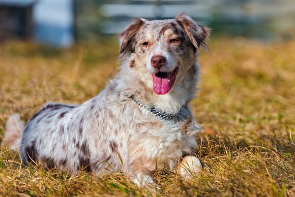 Ein gefleckter Hund im Halsband, der auf einem Feld liegt