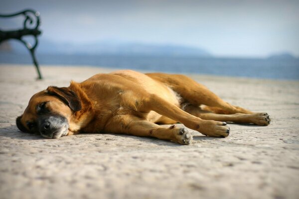 Der Hund liegt am Strand im Sand, schläft und träumt