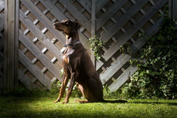 El perro espera a su dueño