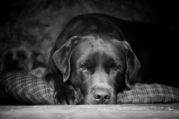 Labrador ist der beste Hund für den Menschen