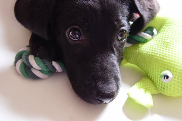 The look of a puppy with a toy