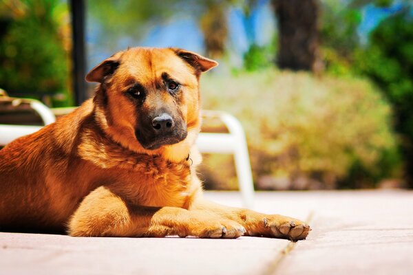 Ruhender Hund bewacht das Gebiet