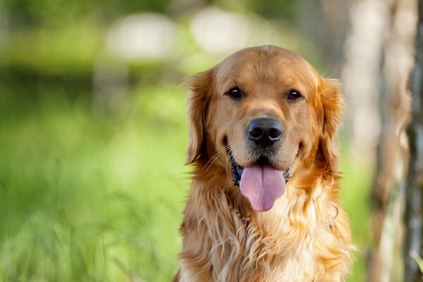 The Retriever s Canine Gaze