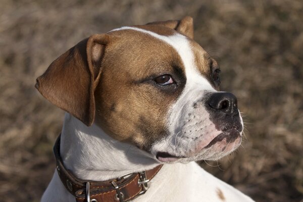 Ein Blick in die Schade, ein Hund in Gedanken