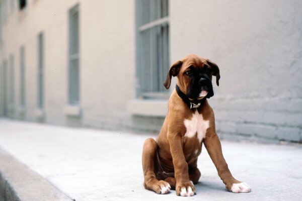 Cane perso per strada