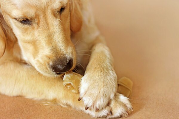 Il cane è amico dell uomo. Comfort in casa