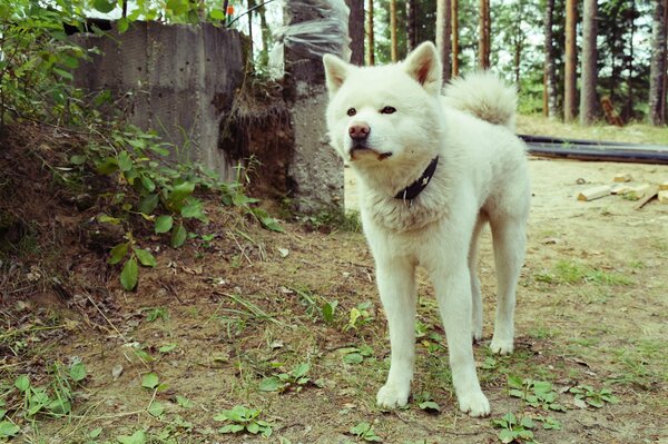 Weißer Hund der Rasse Akita-Inu