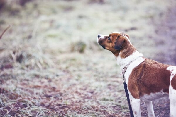 Gehen Sie den Hund mit einem Freund auf dem Feld