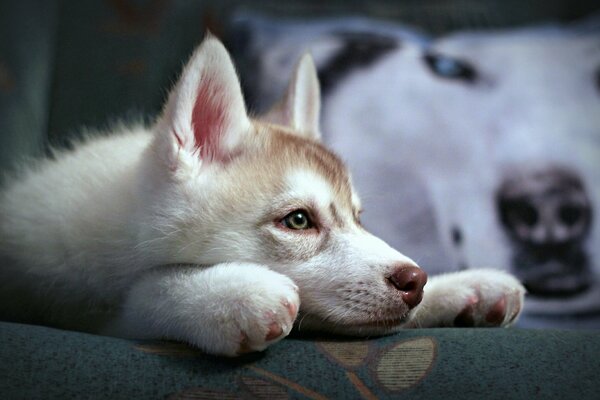 Husky sibérien s ennuie à la maison