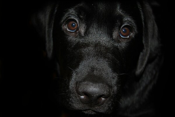 Schwarzer Labrador schaut in den Bildschirm