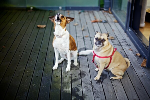 Herbststimmung der Hunde