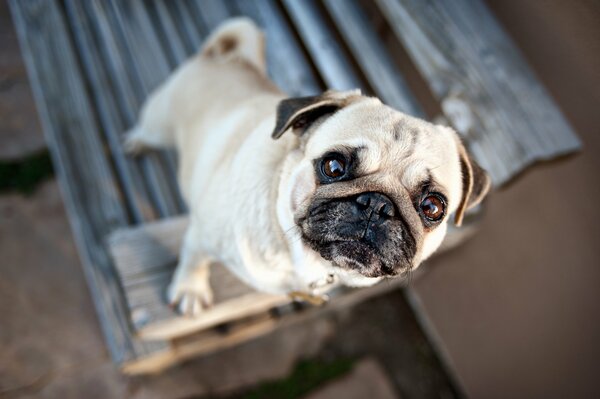 Linda cara de Pug con ojos tristes