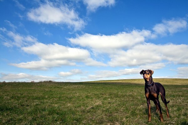 Hermoso cielo, perro caminando en el campo