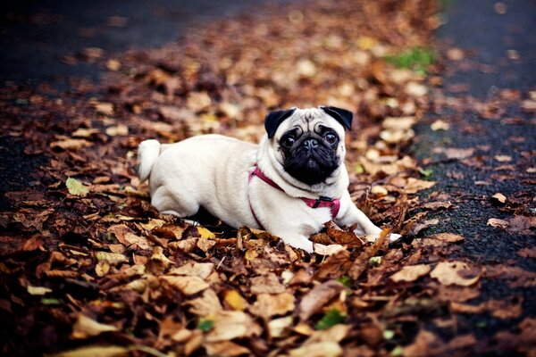 The dog lies in the autumn foliage