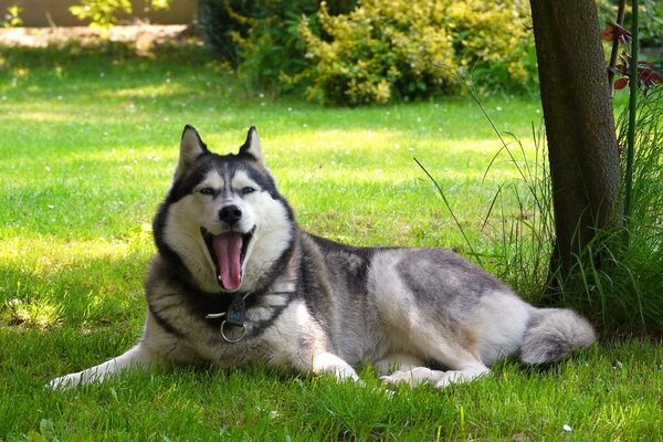 Malamute descansa en la naturaleza