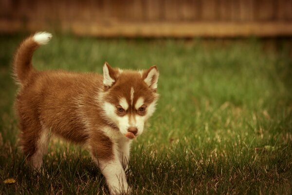 A puppy playing in nature