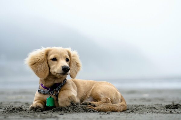 Doggy sulla spiaggia godendo