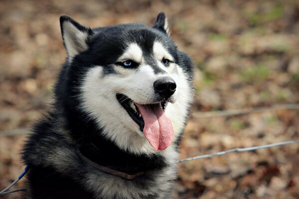 Le meilleur ami est un chien. Et son regard gentil