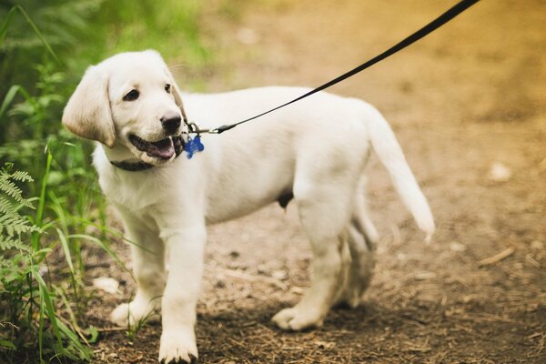 Perro con dueño en un paseo