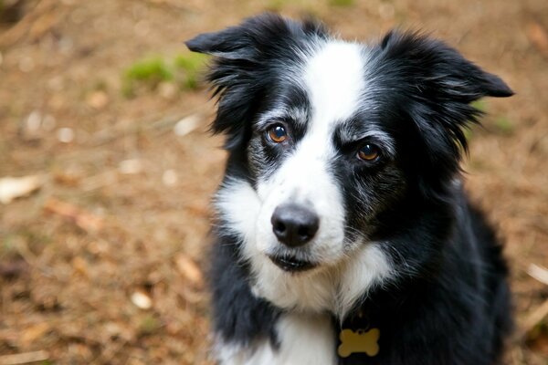 A black and white colored dog , someone s friend