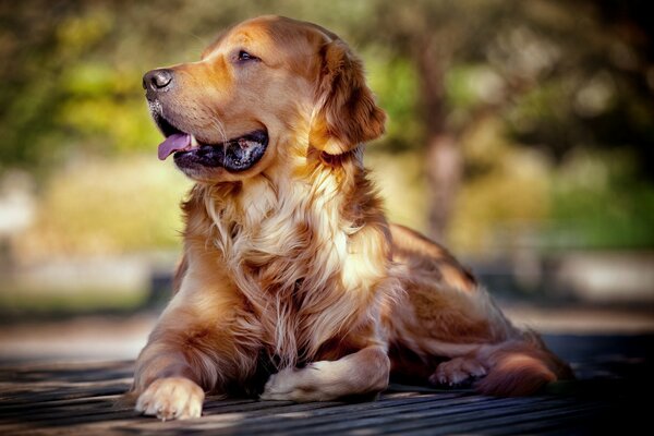 Retriever guarda con uno sguardo triste