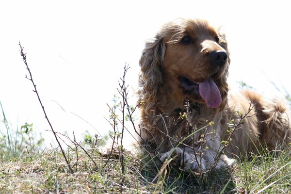 A dog on a bright summer day