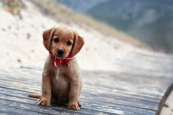 Chiot mimimish dans la rue posant