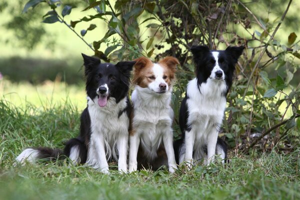 Three border Collie puppies