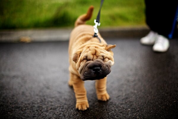 An interesting face of a sharpey puppy