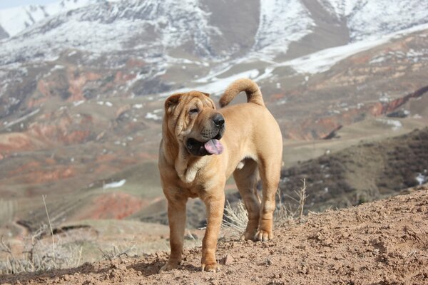 Cane Shar Pei in montagna