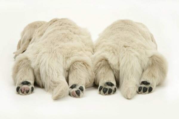 Soft paws are resting