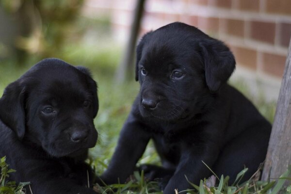 Glückliche Hunde. labrador Retriever welpen