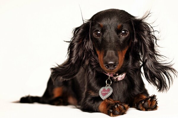 Beautiful black and tan dachshund on a white background