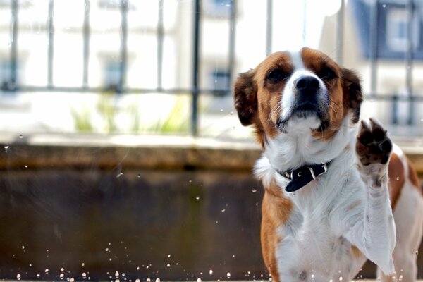 The dog near the fence says hello with his paw