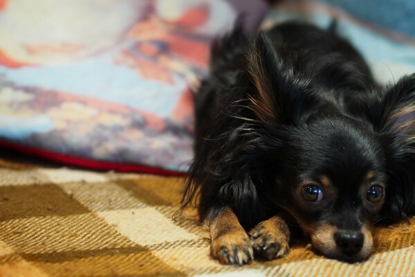 Beau chien avec un beau regard