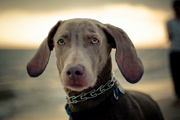 A dog with big ears looks into the distance