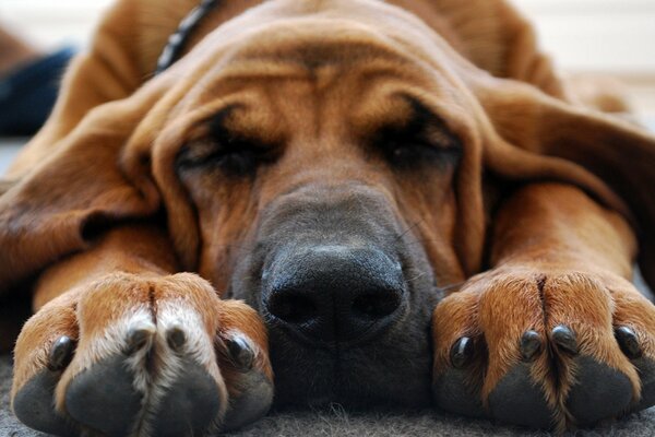 Sleeping dog with outstretched paws