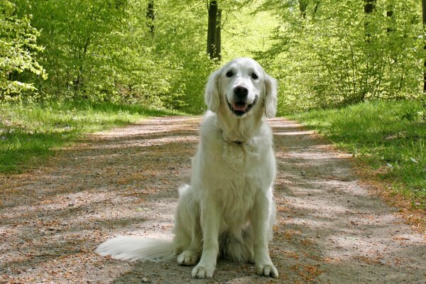 Golden Retriever smiles at everyone