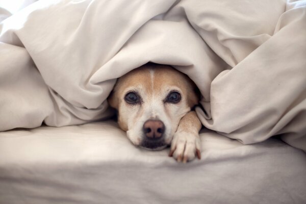 El perro se asoma por debajo de la manta