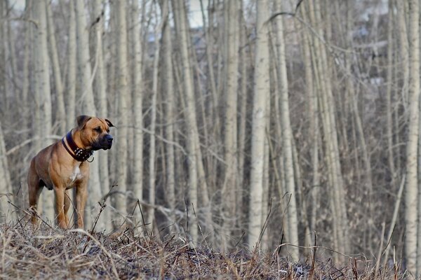 A dog on a walk in the woods. Spring is coming soon