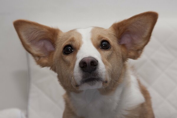 Regard amical d un chien compréhensif