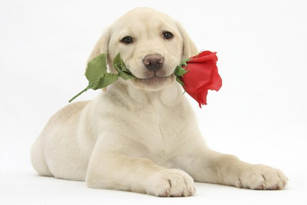 White Labrador retriever with a flower in his teeth