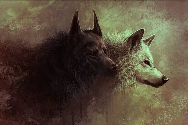 Loup noir et loup blanc