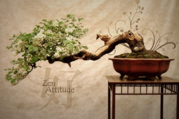 Bonsai tree in Japan